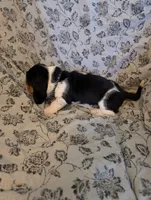 Male 2, a male Basset Hound for sale in Jerome, ID – 2 of 4
