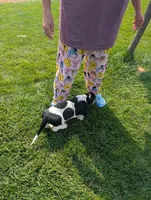 Male 7, a male Basset Hound for sale in Jerome, ID – 8 of 9