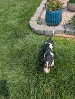 Female 2, a female Basset Hound for sale in Jerome, ID – 6 of 10