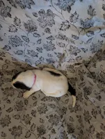 Female 1 , a female Basset Hound for sale in Jerome, ID – 4 of 4