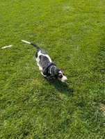 Female 2 , a female Basset Hound for sale in Jerome, ID – 5 of 10