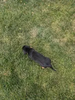 Pbf1, a female Bloodhound for sale in Jerome, ID – 4 of 4