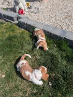 Female 3, a female Basset Hound for sale in Jerome, ID – Photo 5 of 6