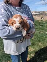 Female 3, a female Basset Hound for sale in Jerome, ID – Photo 1 of 6