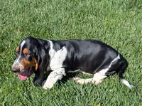 Buster , a male Basset Hound for sale in Jerome, ID – 7 of 10