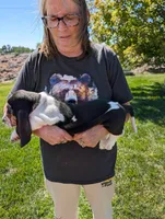 Female 2, a female Basset Hound for sale in Jerome, ID – 2 of 4