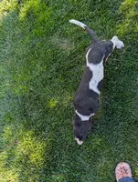 Female 2, a female Basset Hound for sale in Jerome, ID – 5 of 10