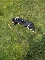 Male 2 , a male Basset Hound for sale in Jerome, ID – 4 of 10