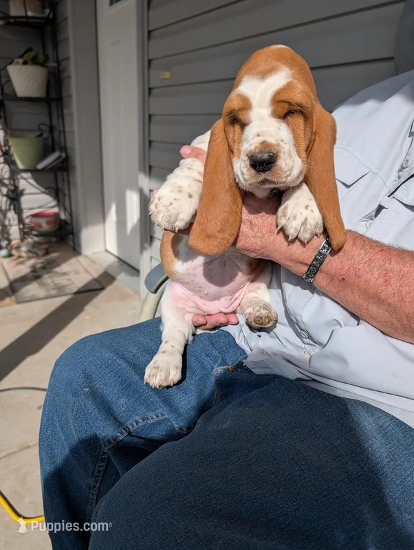 Female 3  – Basset Hound puppy for sale in Jerome, ID