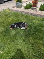 Male 2 , a male Basset Hound for sale in Jerome, ID – 4 of 10