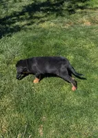 Pbf1 , a female Bloodhound for sale in Jerome, ID – 2 of 4