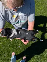 Female 1 , a female Basset Hound for sale in Jerome, ID – 4 of 4