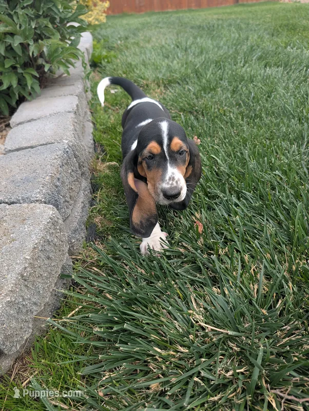 Female 2 – Basset Hound puppy for sale in Jerome, ID