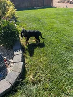 Pbf1 , a female Bloodhound for sale in Jerome, ID – 9 of 10