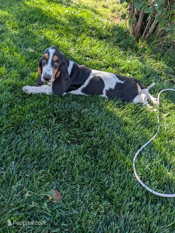 Female 2 – Basset Hound puppy for sale in Jerome, ID