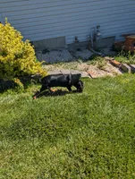 Pbf1 , a female Bloodhound for sale in Jerome, ID – 5 of 10