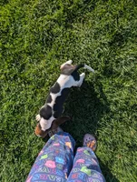 Male 2 , a male Basset Hound for sale in Jerome, ID – 2 of 6