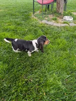Female 2, a female Basset Hound for sale in Jerome, ID – 2 of 7