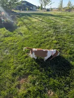 Female 3 , a female Basset Hound for sale in Jerome, ID – 8 of 9