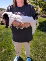 Female 1 , a female Basset Hound for sale in Jerome, ID – 2 of 4