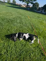 Female 2, a female Basset Hound for sale in Jerome, ID – 3 of 6