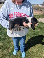 Female 2, a female Basset Hound for sale in Jerome, ID – Photo 3 of 6