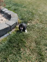 Female 2, a female Basset Hound for sale in Jerome, ID – Photo 5 of 6