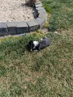 Female 2, a female Basset Hound for sale in Jerome, ID – Photo 6 of 6