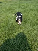 Male 6, a male Basset Hound for sale in Jerome, ID – 8 of 10