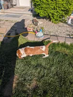 Female 3 , a female Basset Hound for sale in Jerome, ID – 7 of 9