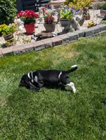 Male 2 , a male Basset Hound for sale in Jerome, ID – 5 of 7