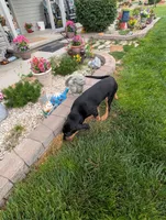 Pbf1 , a female Bloodhound for sale in Jerome, ID – 8 of 10