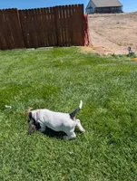 Female 1 , a female Basset Hound for sale in Jerome, ID – 4 of 7