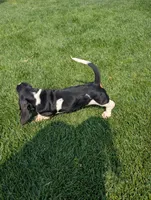 Male 6, a male Basset Hound for sale in Jerome, ID – 9 of 10
