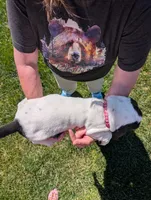 Female 1 , a female Basset Hound for sale in Jerome, ID – 4 of 4
