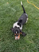 Male 2 , a male Basset Hound for sale in Jerome, ID – 6 of 10