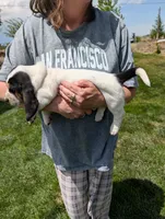 Female 1 , a female Basset Hound for sale in Jerome, ID – 2 of 4