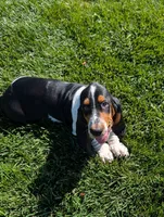 Buster , a male Basset Hound for sale in Jerome, ID – 4 of 10