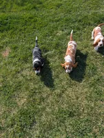 Female 2, a female Basset Hound for sale in Jerome, ID – Photo 7 of 8