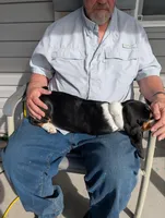 Female 2, a female Basset Hound for sale in Jerome, ID – Photo 3 of 8