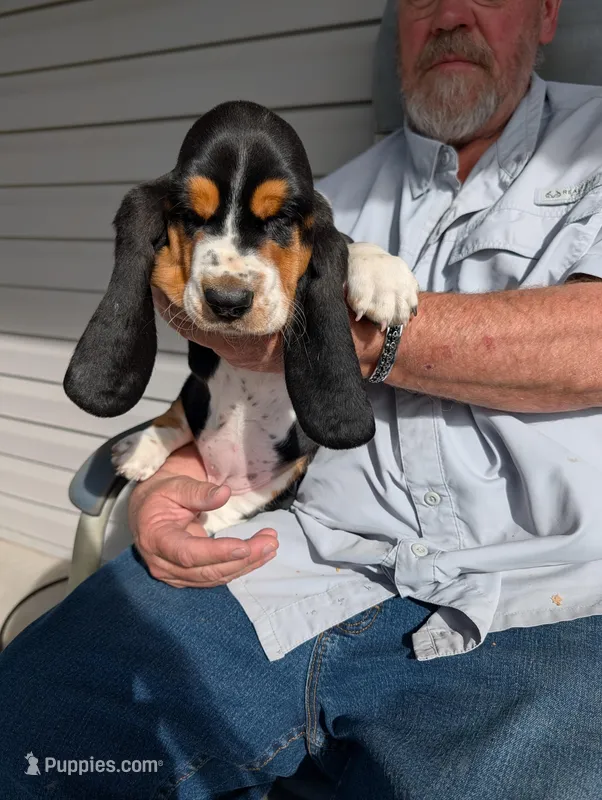 Female 2 – Basset Hound puppy for sale in Jerome, ID