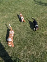 Female 2, a female Basset Hound for sale in Jerome, ID – Photo 5 of 8