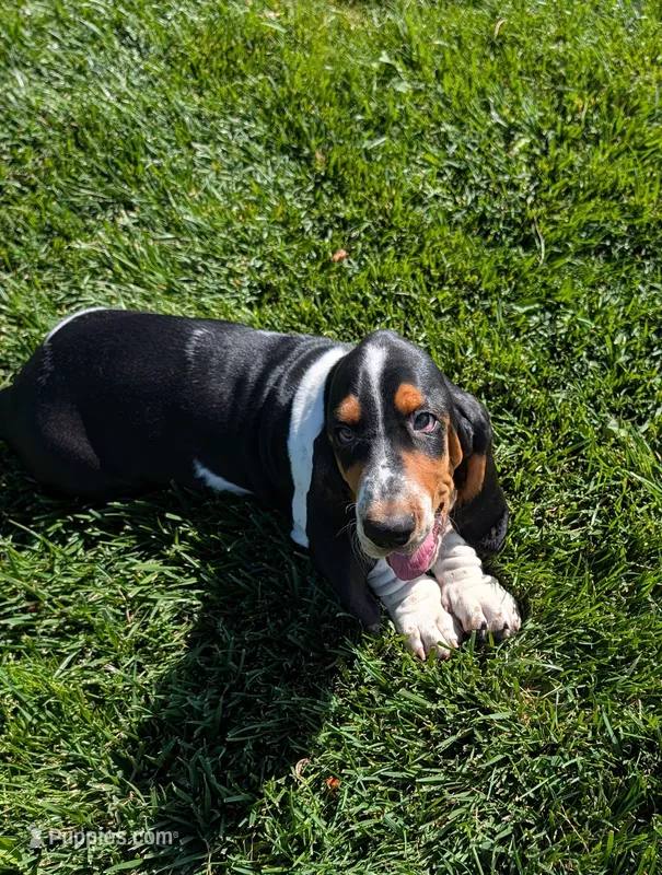Buster  – Basset Hound puppy for sale in Jerome, ID