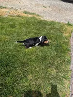 Male 2 , a male Basset Hound for sale in Jerome, ID – 2 of 10