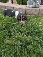 Female 1 , a female Basset Hound for sale in Jerome, ID – 5 of 9