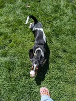 Female 2, a female Basset Hound for sale in Jerome, ID – 6 of 10