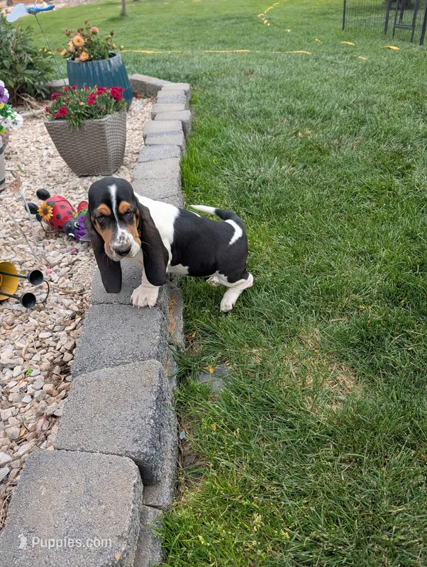 Female 2 – Basset Hound puppy for sale in Jerome, ID