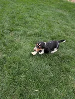 Male 2 , a male Basset Hound for sale in Jerome, ID – 5 of 10