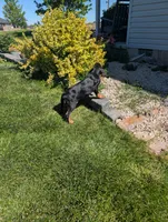 Pbf1 , a female Bloodhound for sale in Jerome, ID – 2 of 10