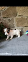 Dottie, a female Yorkshire Terrier for sale in Old Fort, TN – 5 of 9